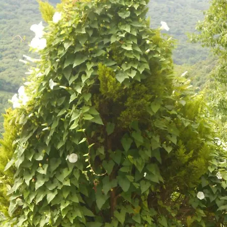 Split-level House In East Pelion